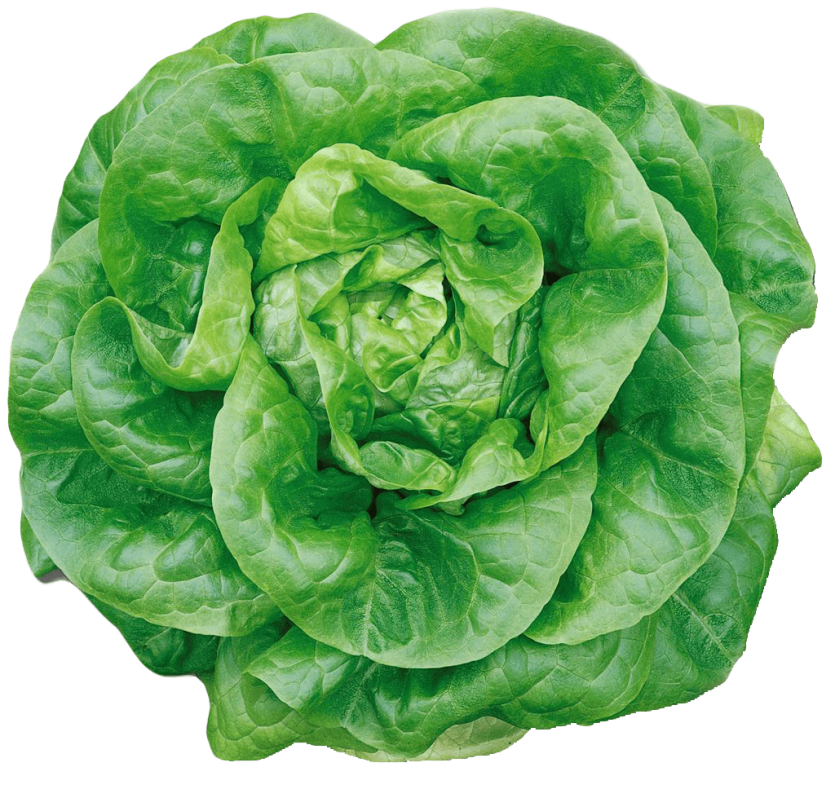 Organic Butterhead Lettuce