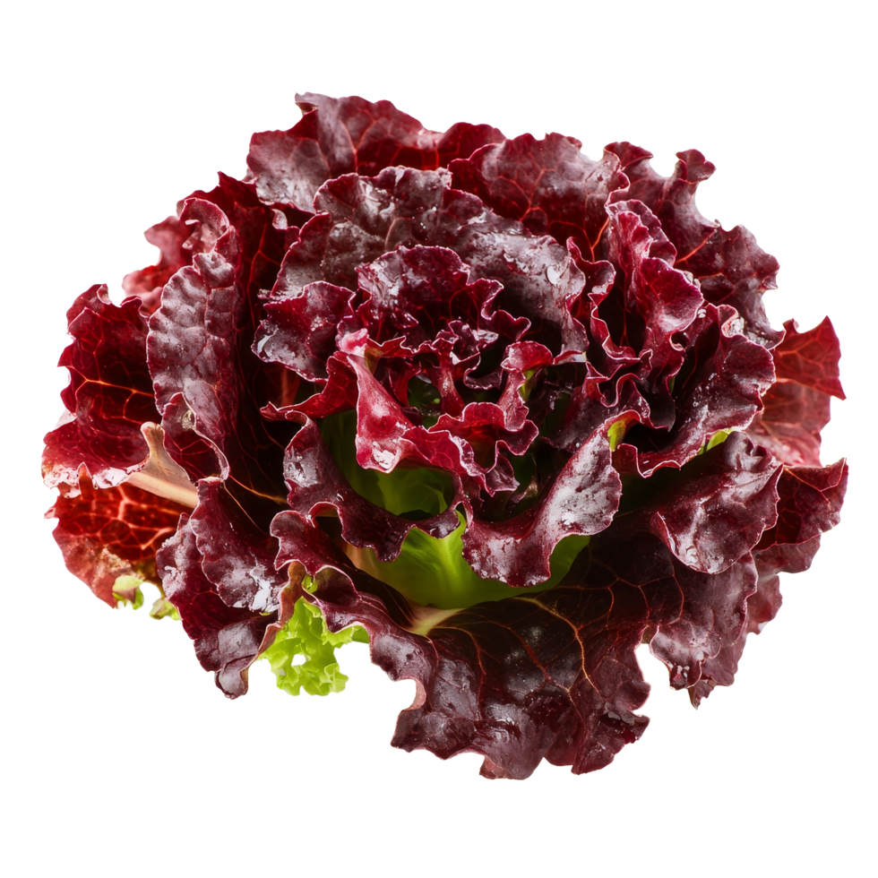 Organic Batavia Red Lettuce