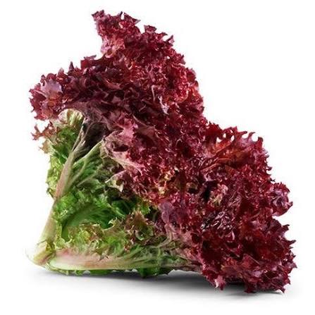Organic Lollo Rosso Lettuce