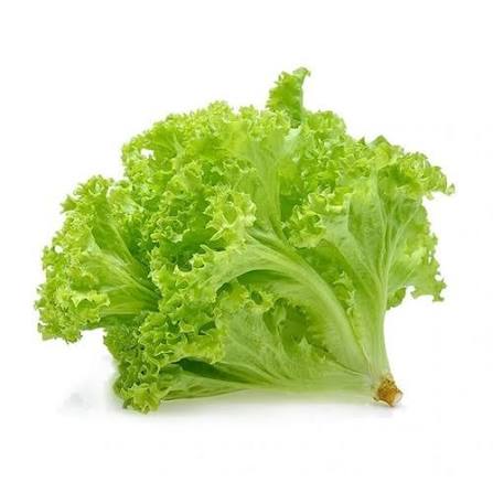 Organic Lollo Bionda / Green Lettuce