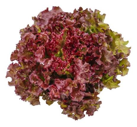 Organic Red Coral Lettuce