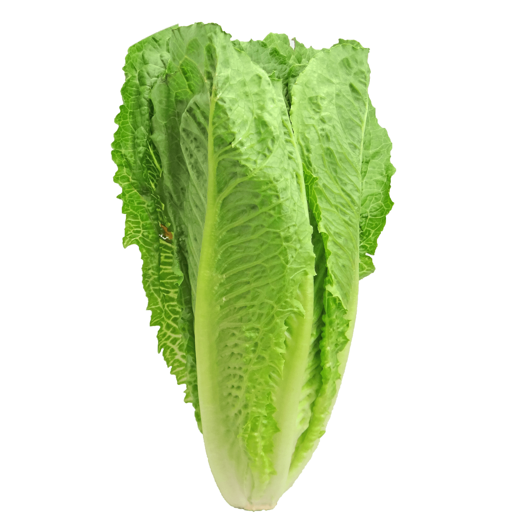 Organic Romaine Cos Lettuce